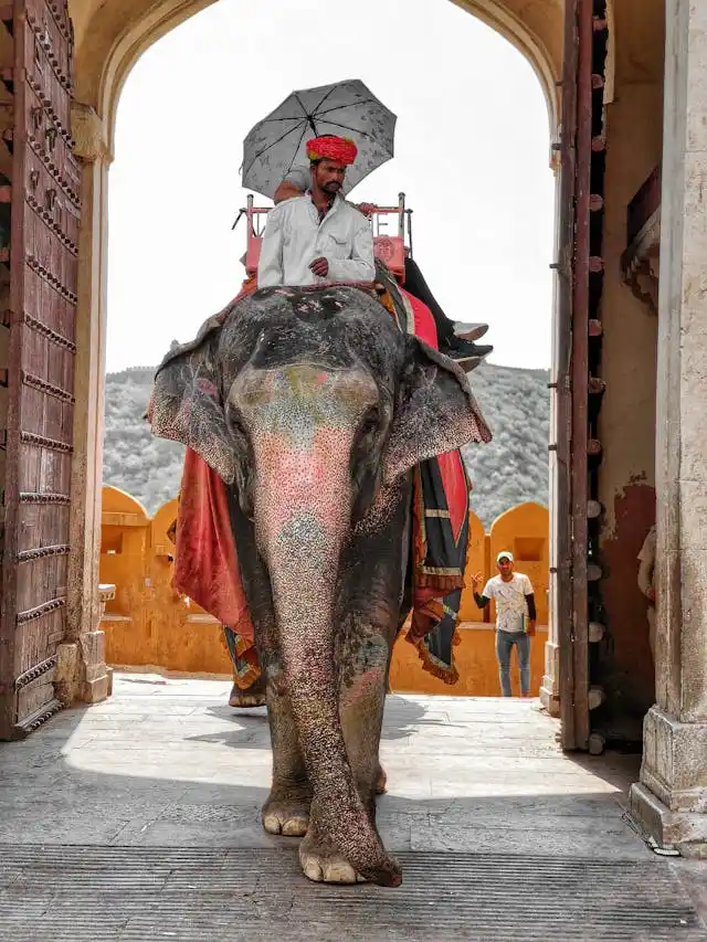 Pexels adifferentmallu 16477976